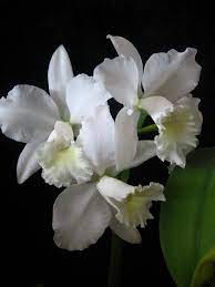 White Cattleya Photo Shoot Cattleya Orchid Photography White Orchids