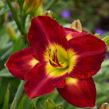 Come drought, deer, poor soil, slopes, pests and diseases, these daylilies will shine for years to come. Hemerocallis Passion For Red Walters Gardens Inc