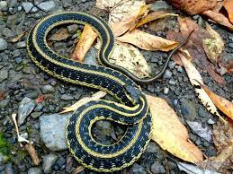 Garter Snake Belleville Ontario This Snake Lays Coiled On The Bayshore Trail System On The Bay Of Quinte Belleville Ontario Photography Pictures Snake