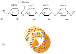 We would like to show you a description here but the site won't allow us. Polysaccharides
