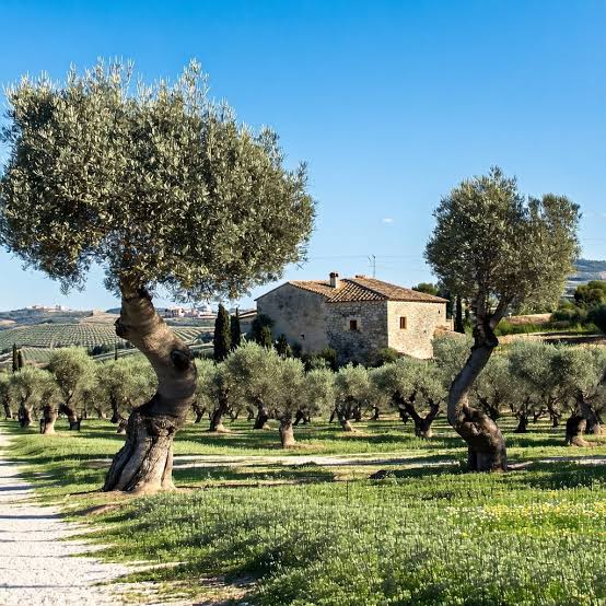 Noto olive groves