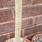 Image result for Adenia gummifera