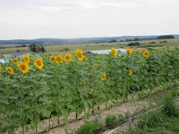 Gardeners will have a natural weapon against harmful insect pests like nematodes, carrot flies, and bean beetles. Companion Planting La Piccolina Farm
