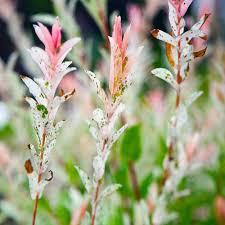Check spelling or type a new query. Plant Spotlight Dappled Willow