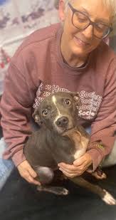 Pet owner from 6662. Meet Kirby, Miss Murphy Loo, mighty Quinn and Big  Brody.