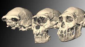 Gloria dei vivens homo, vita autem hominis visio dei. Evolution Die Fruhen Experimente Am Menschen