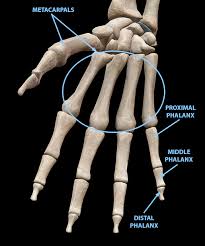 Image result for Normal Anatomic Position of the Hand and Wrist