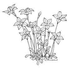 Wahlenbergia stricta 'blue mist' (q104190961). Wahlenbergia Gloriosa Floral Emblems Australian Plant Information