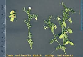 Image result for Lens culinaris