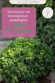 Immergrune Kubelpflanzen In 2020 Pflanzen Kubelpflanzen Kubelpflanzen Winterhart