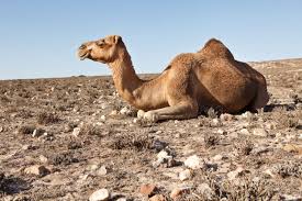 A camel is adapted to the desert environment whereas a fish is adapted to live in water. Adaptations In Desert Animals Animal Sake