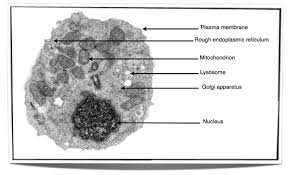 We did not find results for: Ib Biology Notes 2 3 Eukaryotic Cells