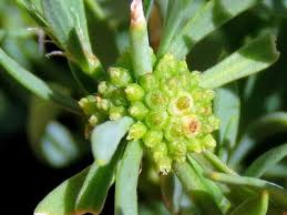Image result for Pollichia campestris