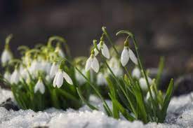 If you live in this area and want to grow perennials in your garden that will be able to survive the winter, you are going to need to be a bit particular with the plants that you choose in this guide, we are going to take a look at 15 flowers that can grow in zone 5 so that you have a better idea of what to plant. Zone 5 Flower Bulbs Choosing Bulbs For Zone 5 Gardens Winter Flowers Garden Bulb Flowers Winter Flowers