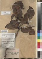 Image result for Scolopia stolzii