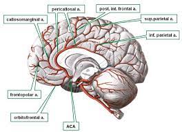 We did not find results for: Anterior Cerebral Artery Operative Neurosurgery