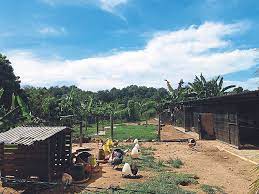 Chickens live in the small chicken coop. Uncle Rani Chicken Farm Where Happy Chickens Live And Change The Way We Think About Food Life Malay Mail