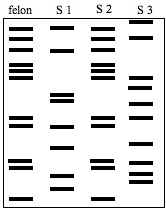 Dna fingerprinting involves the identification of differences in some specific regions in dna polymorphism is inheritable from parents to children, thus dna fingerprinting is used in paternity dna fingerprinting was initially developed by alec jeffreys. Http Ndinbre Med Und Edu Biotech Files Dna 20fingerprinting 20worksheet2 Pdf