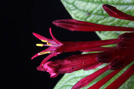 Image result for Loganiaceae