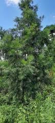 Image result for Afrocarpus usambarensis