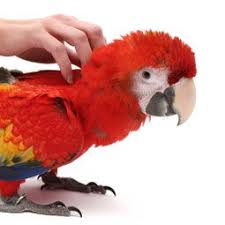 Bird And Pet Clinic Of Roseville Hours Parrots Need Sleep Pet Birds Parrot Parrot Facts