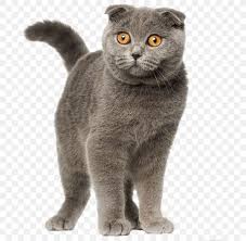 Feel free to browse all our scottish. Scottish Fold British Shorthair Persian Cat Siamese Cat Selkirk Rex Png 800x800px Scottish Fold American Wirehair