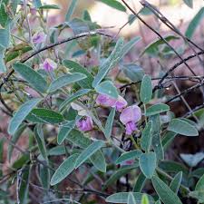 Image result for Galactia