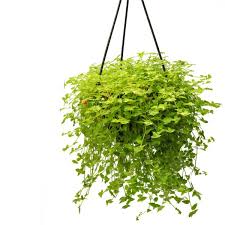 Image result for Asparagus asparagoides