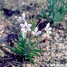 Image result for Suregada zanzibariensis