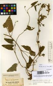 Image result for Tragiella natalensis