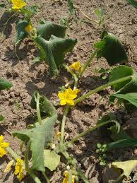 Image result for Eureiandra sp. A