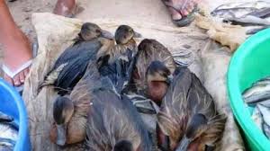 Maybe you would like to learn more about one of these? Alaotra Les Oiseaux En Voie De Disparition Vendus Au Marche