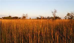 Image result for Dichapetalum rhodesicum