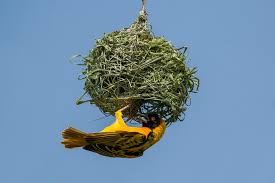 With amazon's baby registry, you. Ploceidae Wikipedia