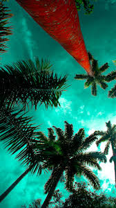 Pin On One Song One Tree