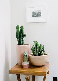 Let's consider how cactus plants have adapted to the desert. Pattern Design Co Plants Decor Handmade Home Decor