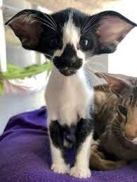 If you're looking to adopt a feline companion, you have a lot of choices to make. 720 Kitten Cats Are The Adorable Ideas In 2021 Cats Crazy Cats Cute Cats