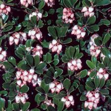 May 03, 2021 · the dutch amaryllys is an indoor exotic flowering plant native to some regions in southern africa and the united states. Massachusetts Arctostaphylos Uva Ursi Bearberry Plants Trees To Plant Landscaping Plants