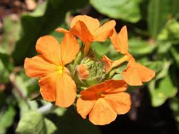 Image result for Crossandra greenstockii