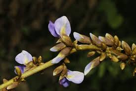 Image result for Pachycarpus eximius