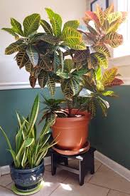 Image result for Croton