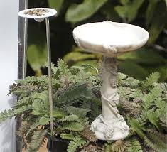 Black foliage with yellow white flowers. Brass Buttons The Miniature Garden Society