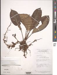 Image result for Coleotrype laurentii