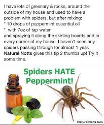 Getting Rid Of Spiders In Your Home Get Rid Of Spiders Cleaner Recipes Diy Cleaning Products