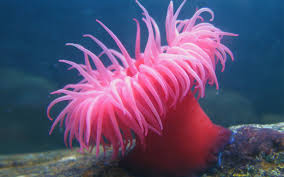 Check spelling or type a new query. 1 1 Animali Strani Che Puoi Ammirare In Vacanza Al Mare In Sardegna