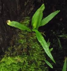 Image result for Lepisorus schraderi