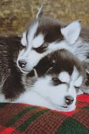 Husky Wallpaper Tumblr Kopek Sibirya Kurdu Yavru Kopek