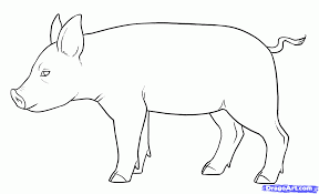 Draw A Pig Google Search Pencil Drawings Of Animals Pig Art Animal Drawings