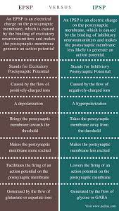 Difference Between Epsp And Ipsp Comparison Summary Medical School Studying Biology Textbook Medical Knowledge