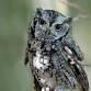 Owl Prowl at Oakwoods Metropark event image